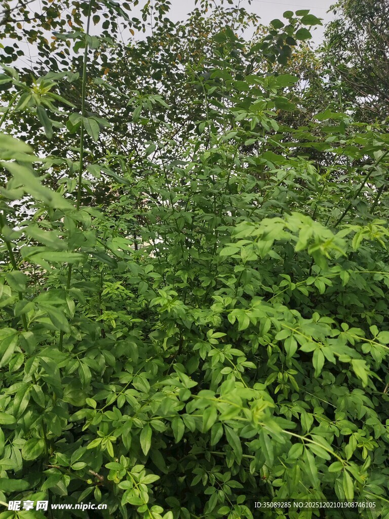 繁茂绿植展现自然生机