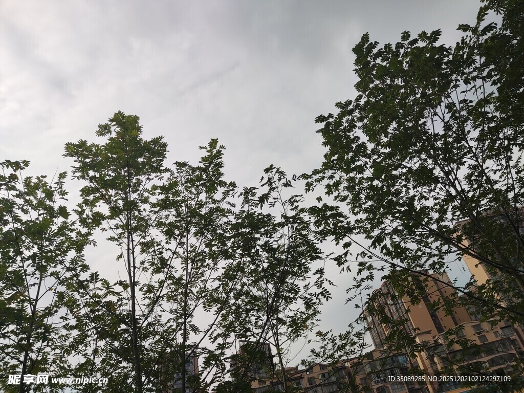 树梢间的天空与建筑