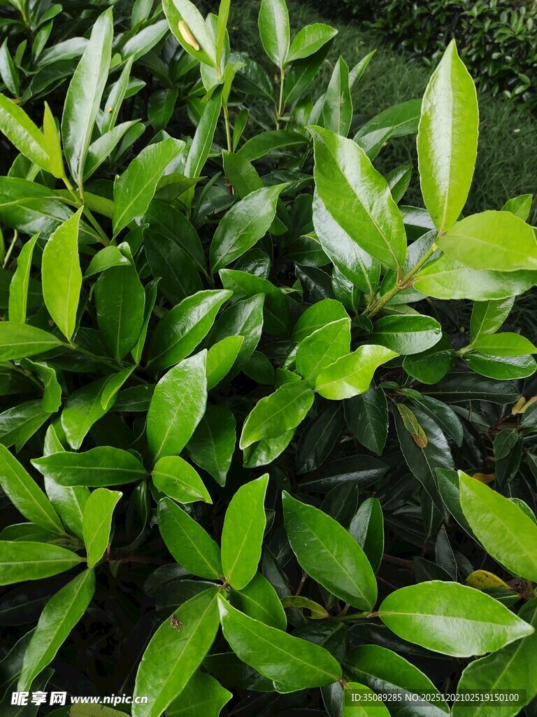 翠绿繁茂的叶片特写