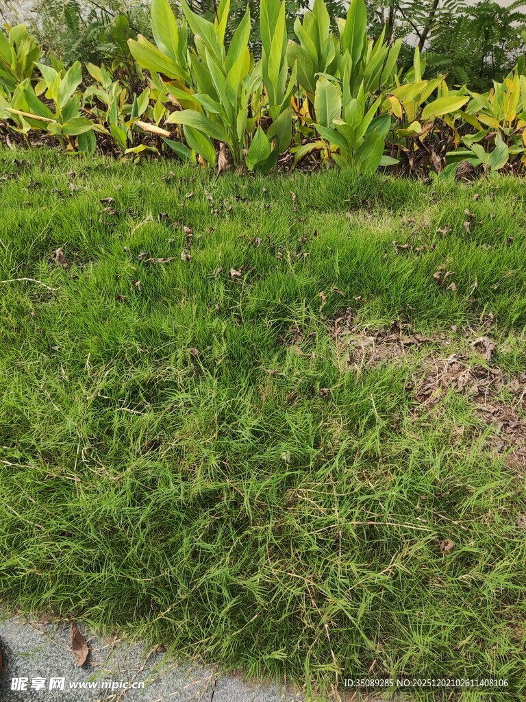 翠绿草坪与周边绿植景观