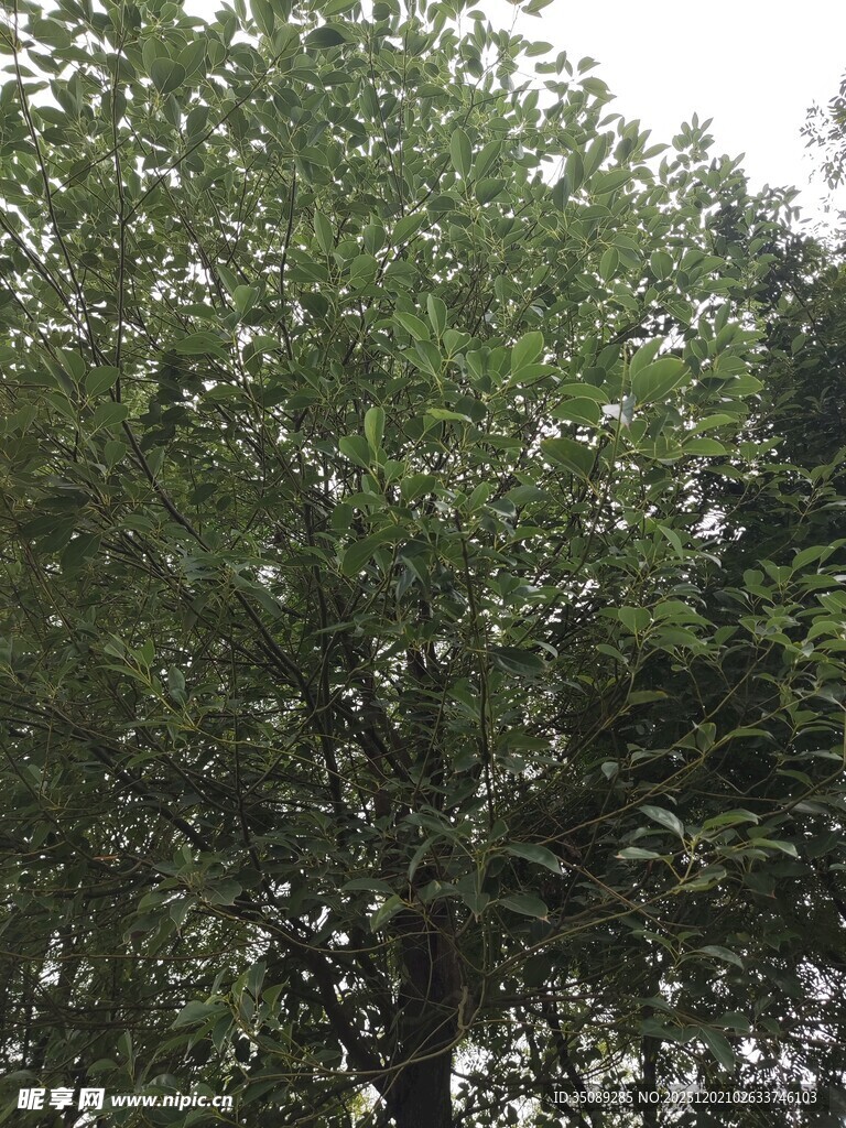 茂盛绿树展现自然生机