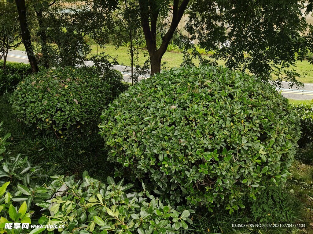 绿意盎然的园林灌木景观