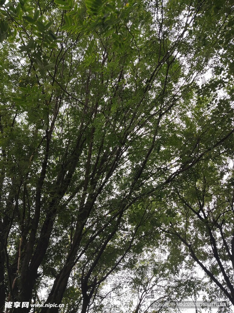 茂密树枝与葱郁绿叶