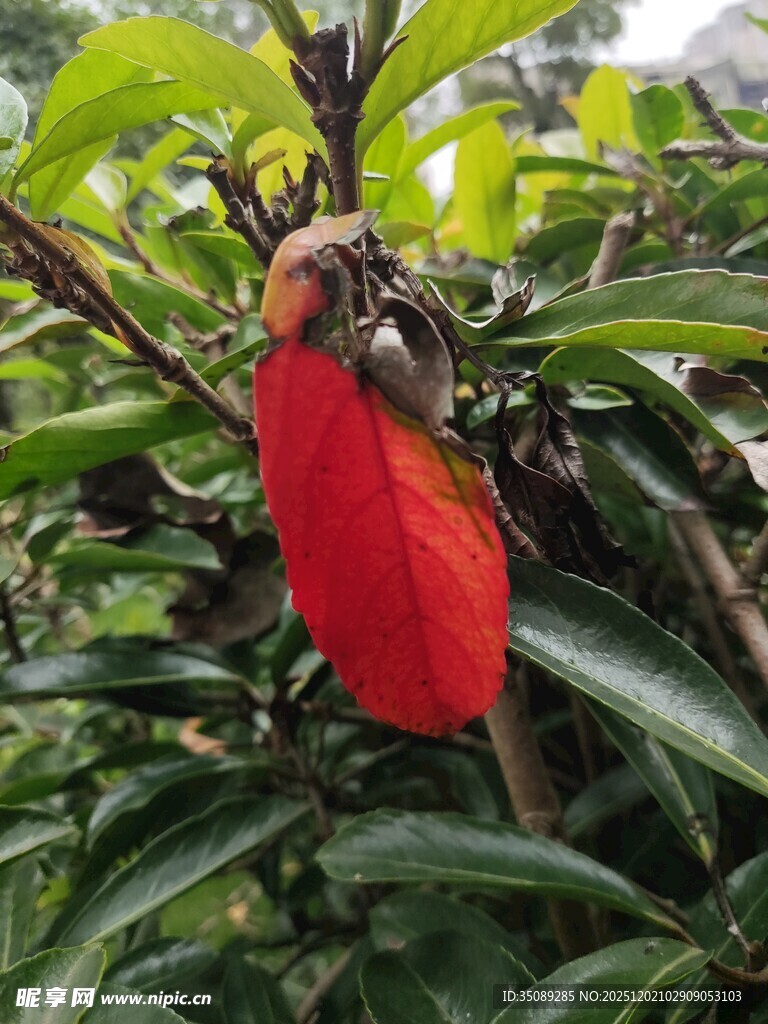 枝头红果绿叶相伴