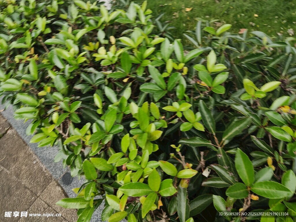 翠绿繁茂的灌木丛