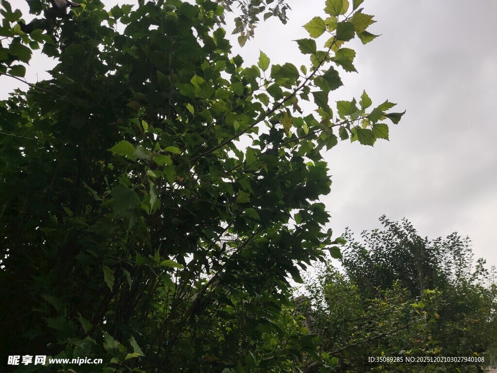 繁茂绿树与朦胧天空