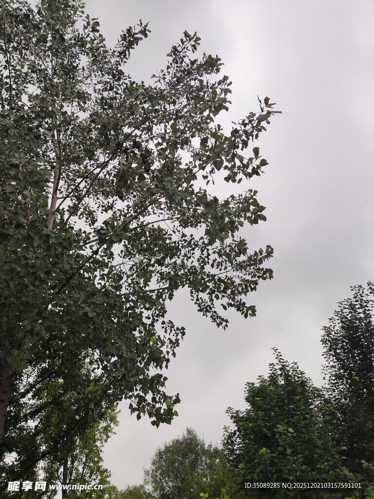 阴天里的繁茂树木