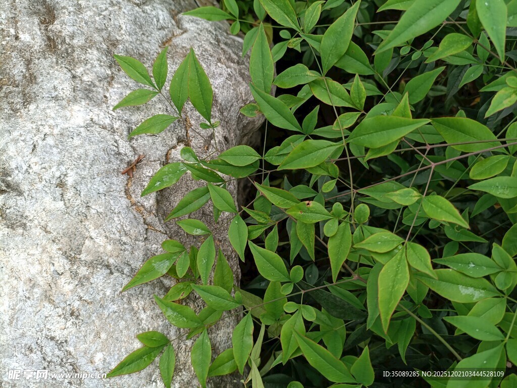 岩石旁的翠绿藤蔓植物
