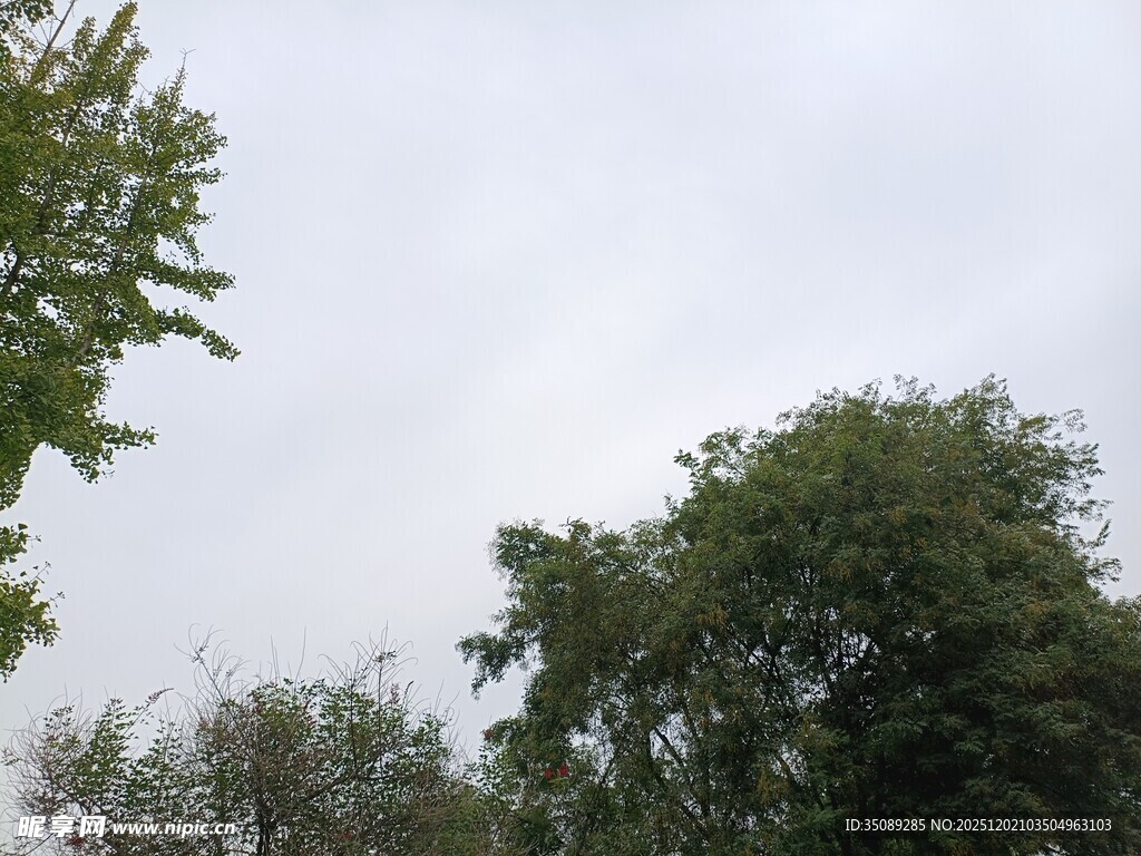 阴天中的葱郁树木