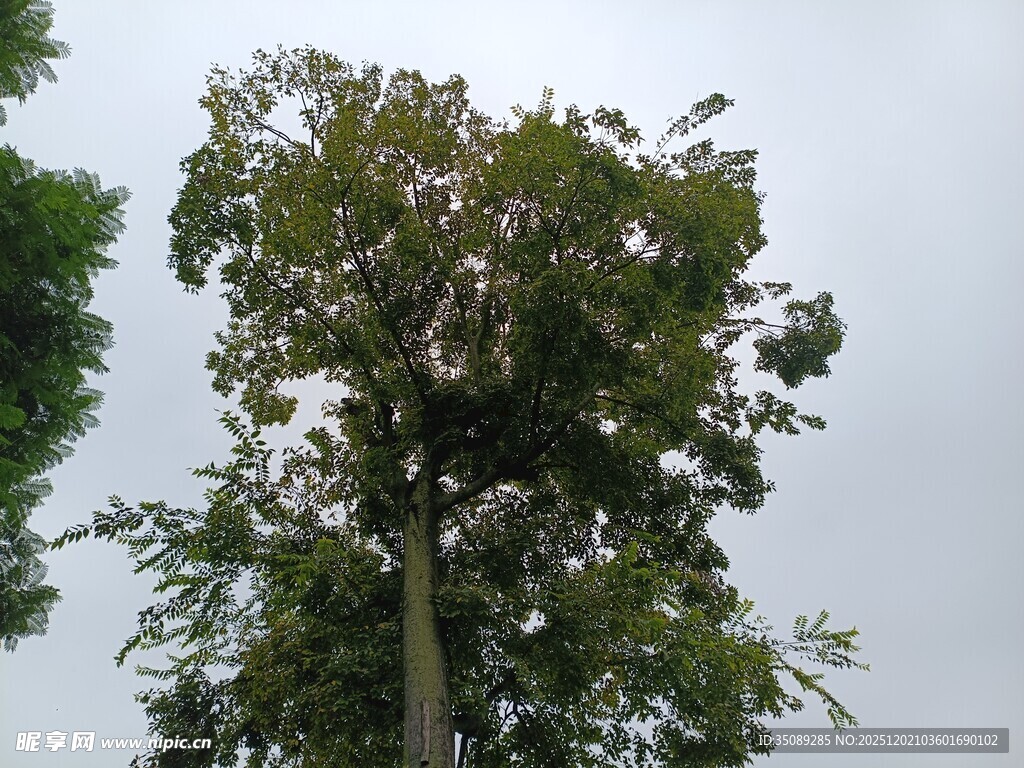 高大挺拔的树木