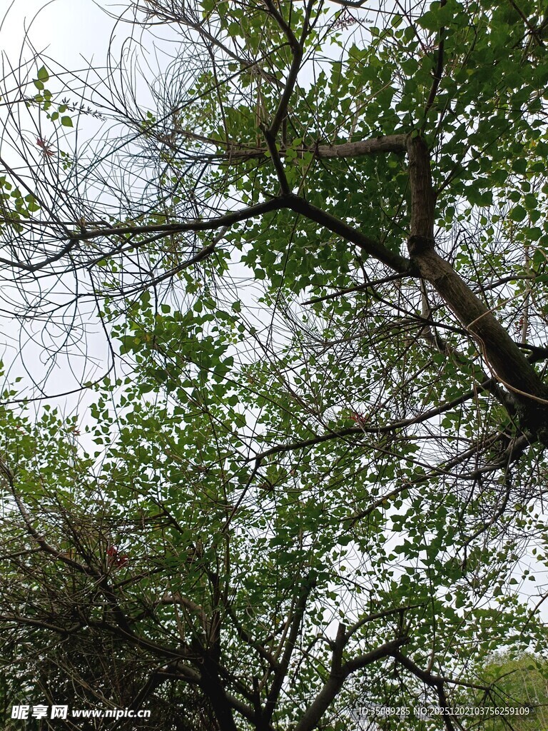仰视葱郁树枝
