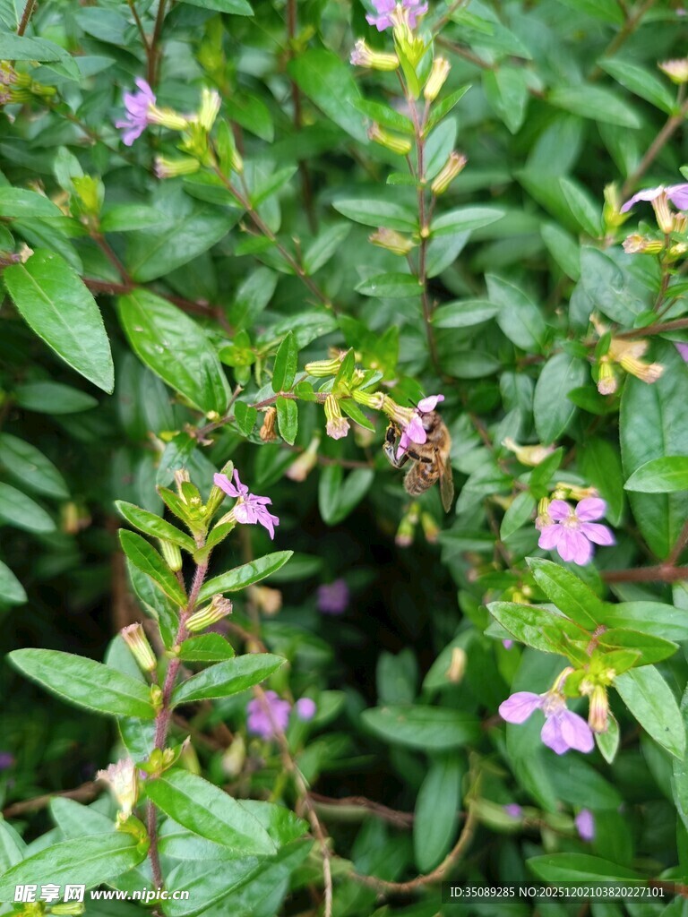 绿叶丛中绽放的紫色小花