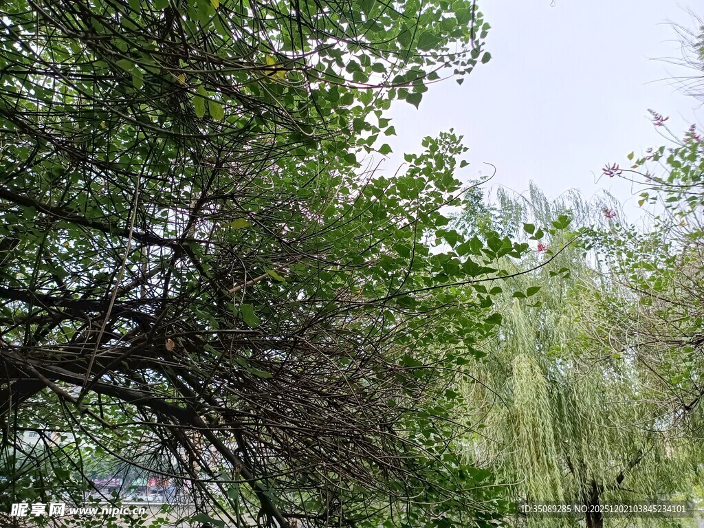 绿树成荫的自然景致