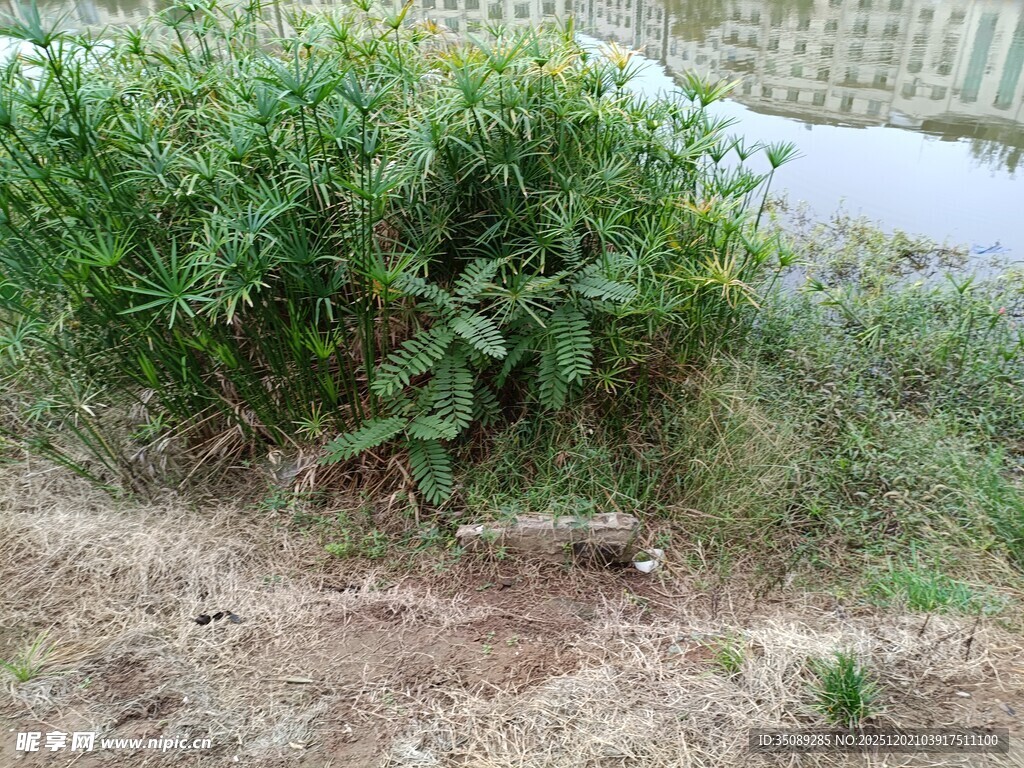 野外绿植景观