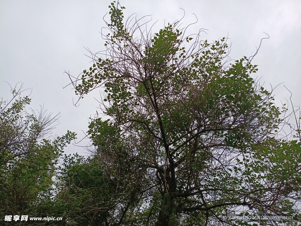 枝头绿意盎然的树木
