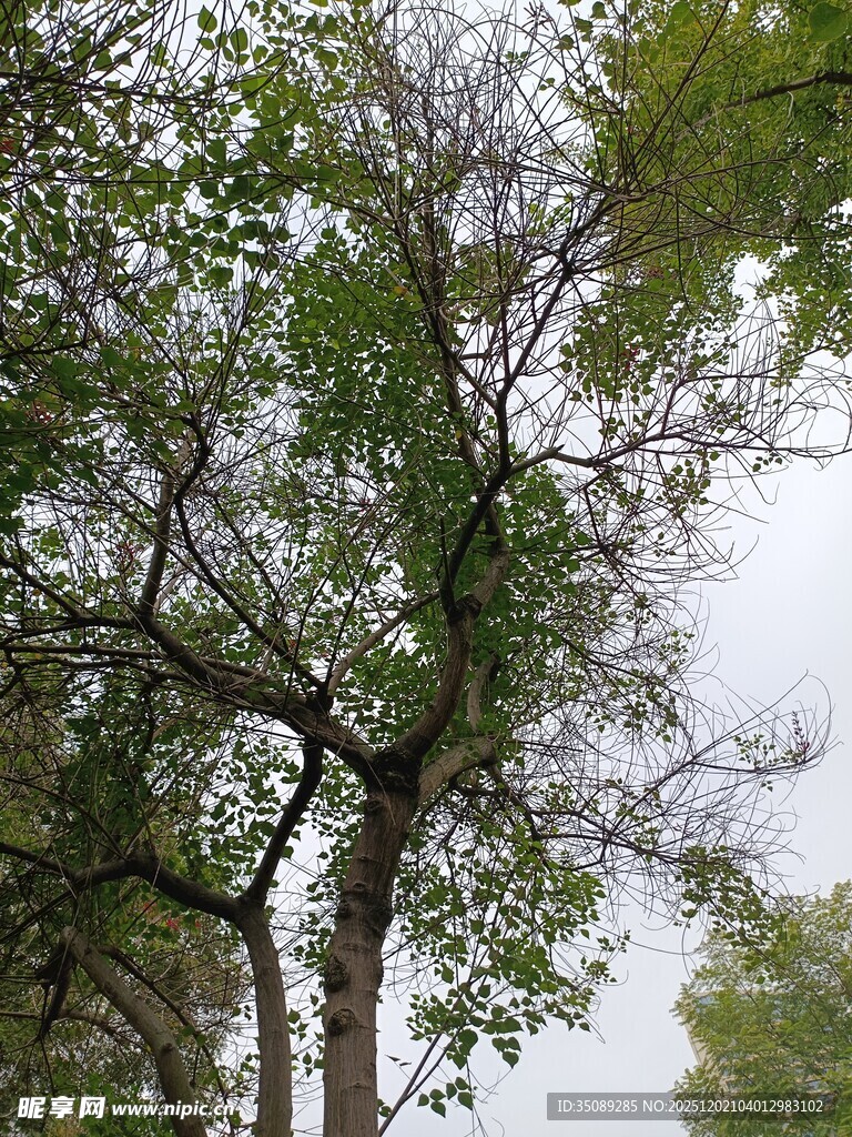 弯曲枝干的绿意树木