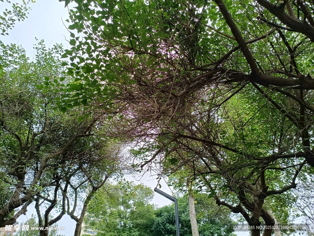 繁茂树枝下的自然景致