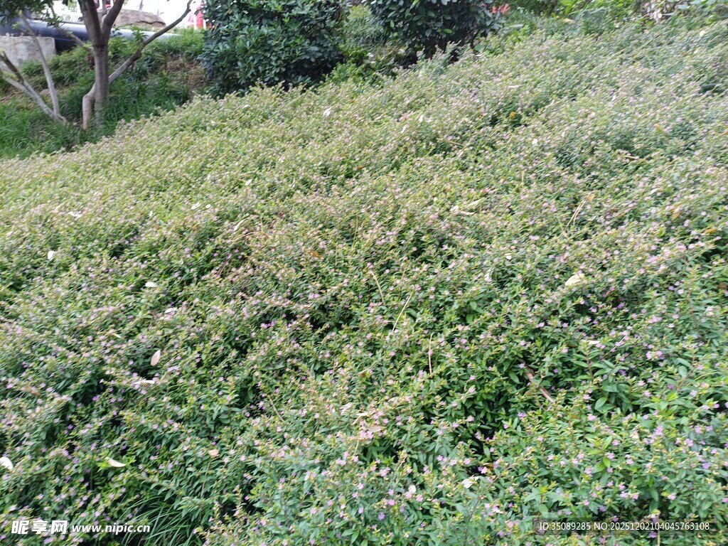 绿意盎然的草地景观