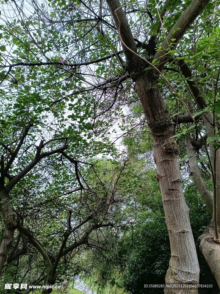 繁茂树林中的高大树木