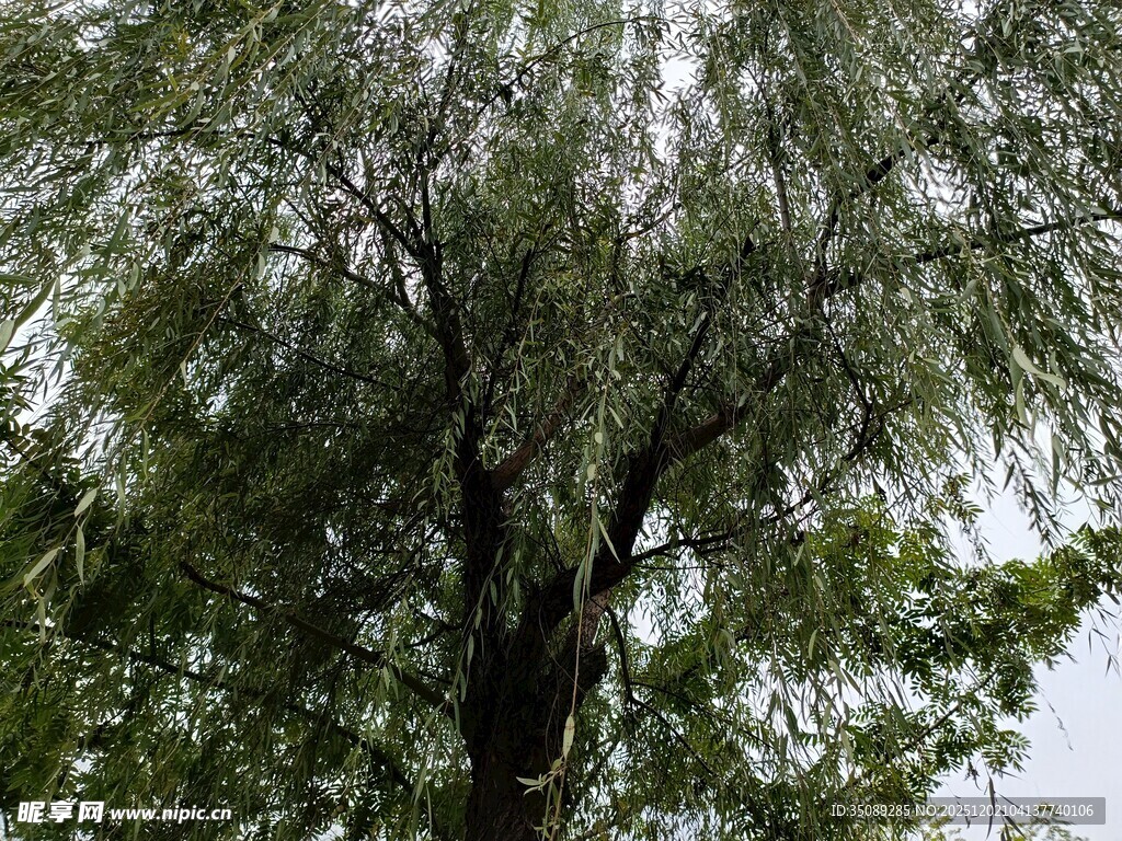 繁茂柳树枝叶低垂摇曳