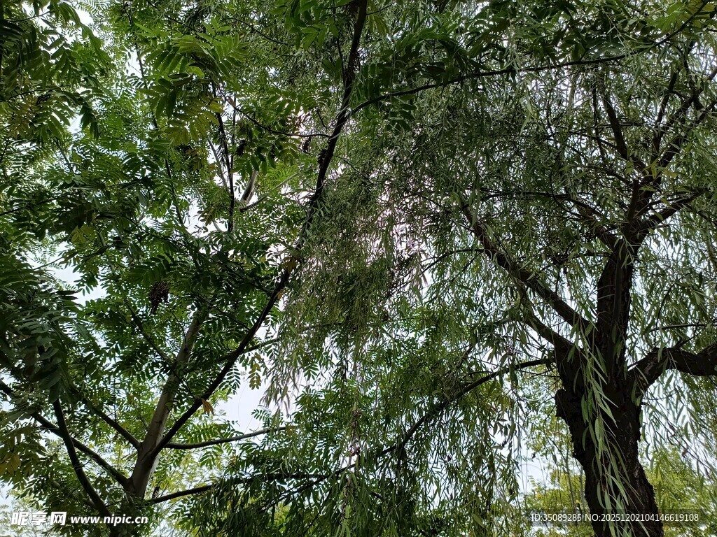 繁茂绿树展现自然生机