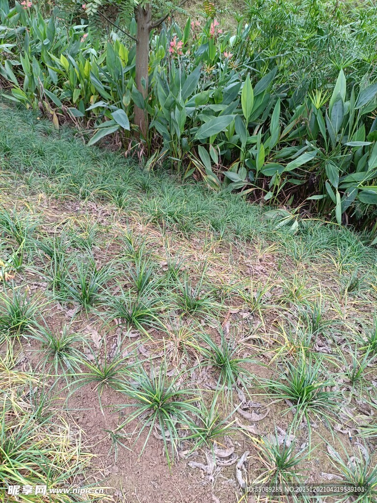 农田中的绿色作物景象