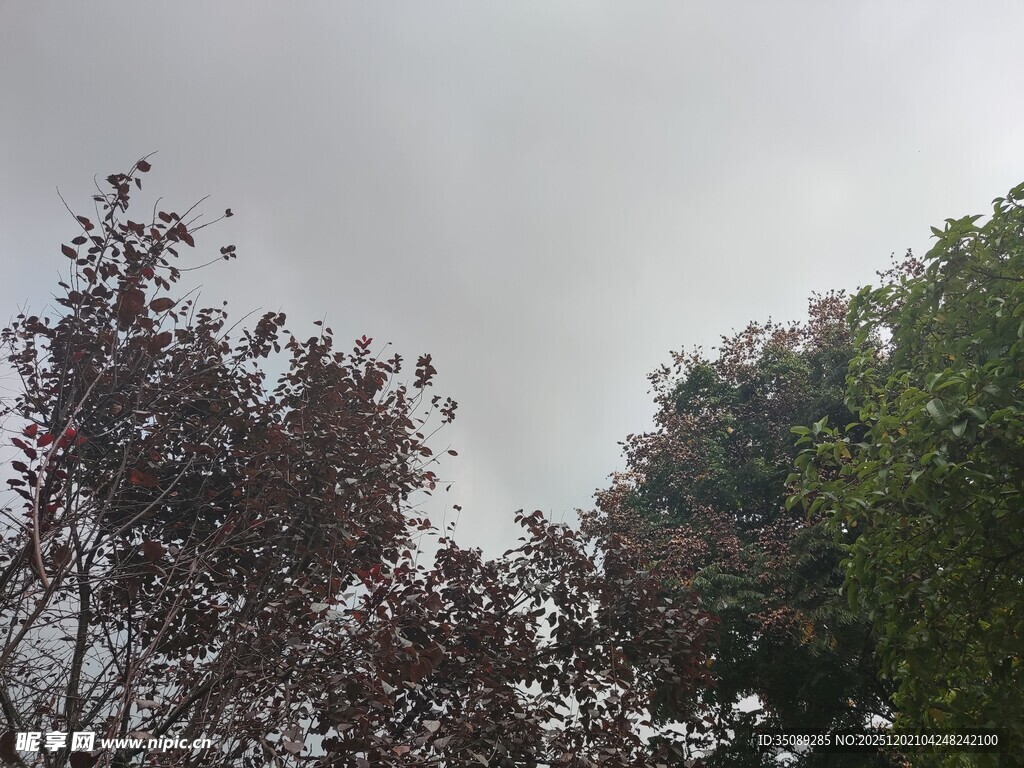 阴天中的树木景观