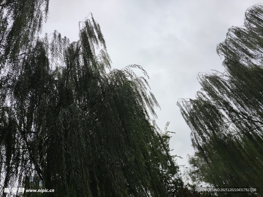 垂柳在阴天的优美姿态