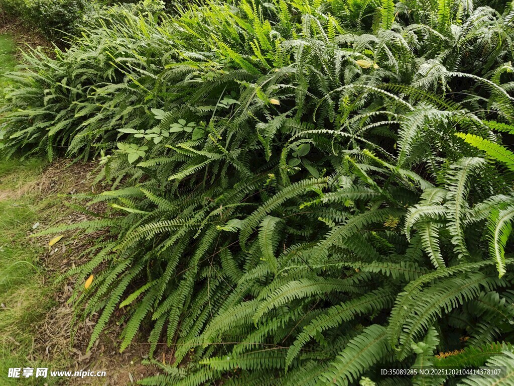 茂盛的绿色蕨类植物景观