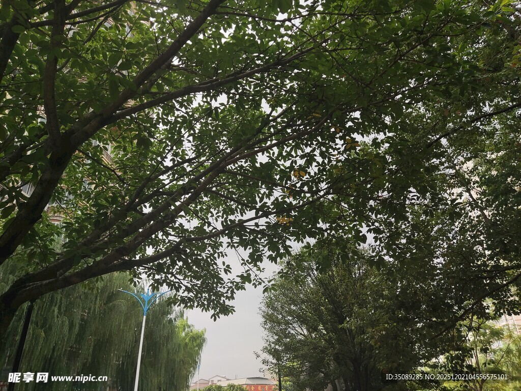 林荫小道绿意盎然