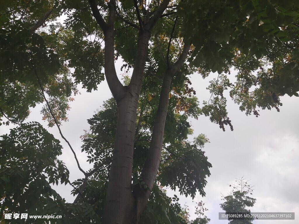 仰视茂密树木枝叶景观