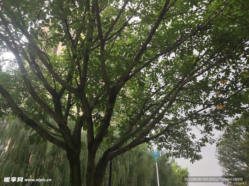 繁茂大树展现盎然生机