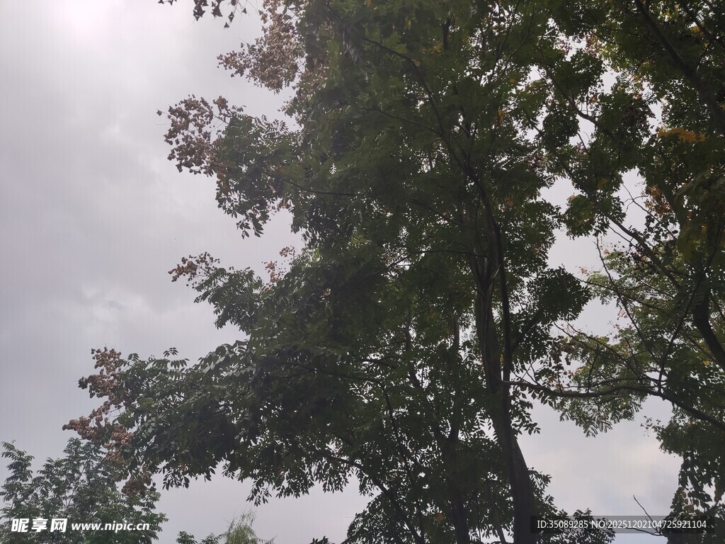 仰视茂密树木与天空