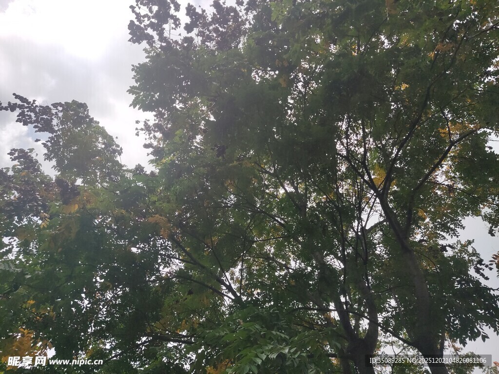 茂密树林中的树冠景象