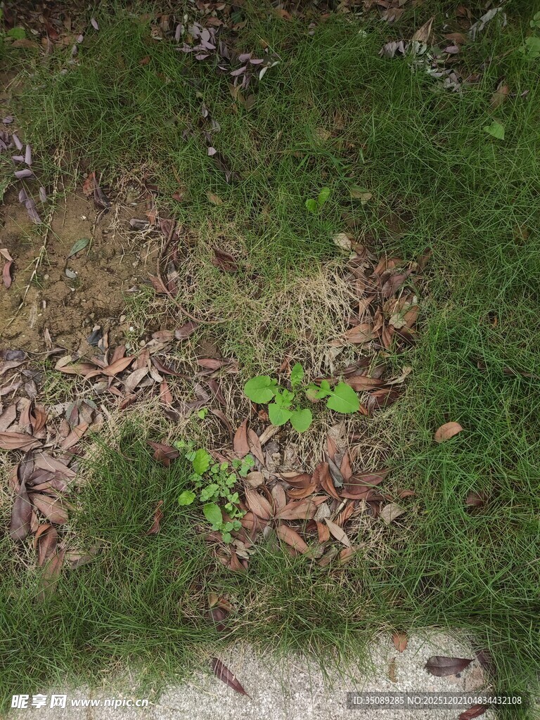 地面上的嫩绿植物