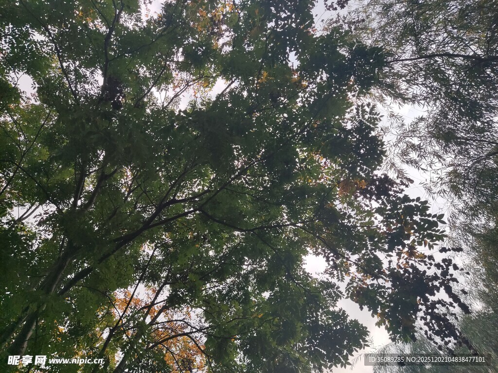 卫星视角下的山林景观