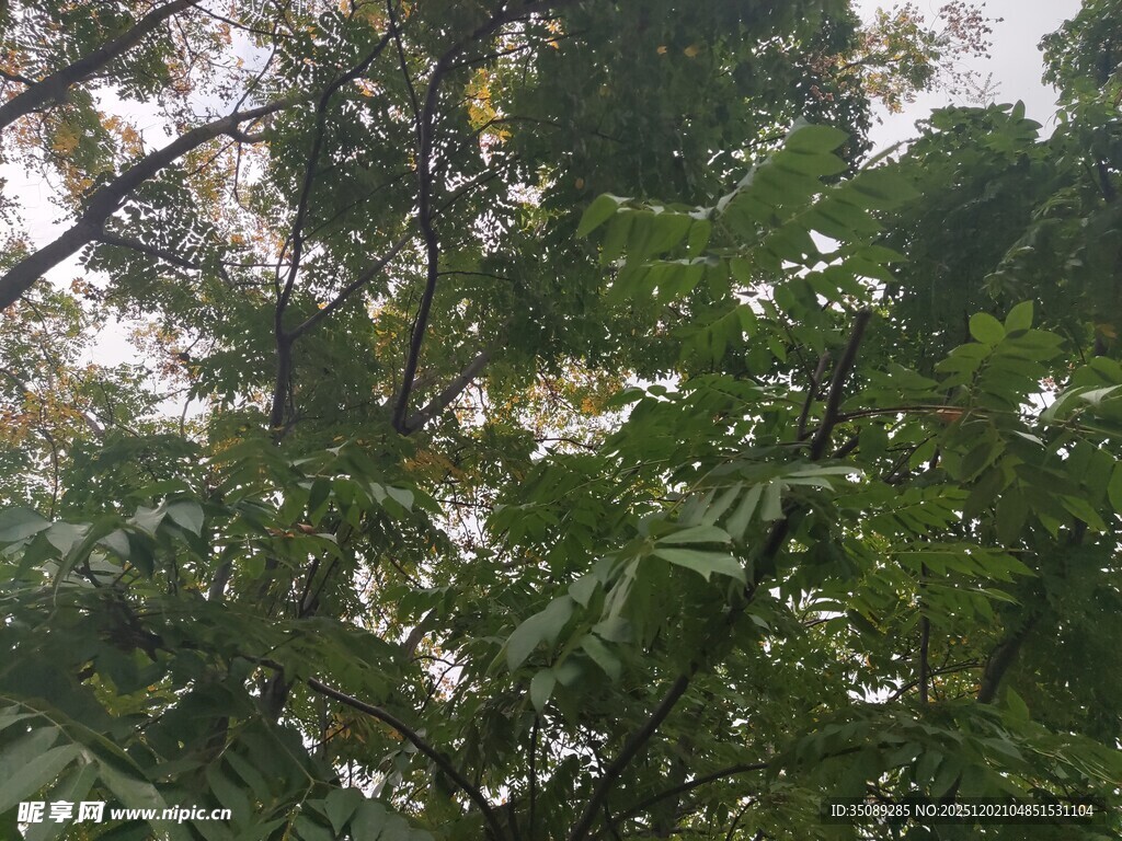 茂密树林中的繁茂枝叶