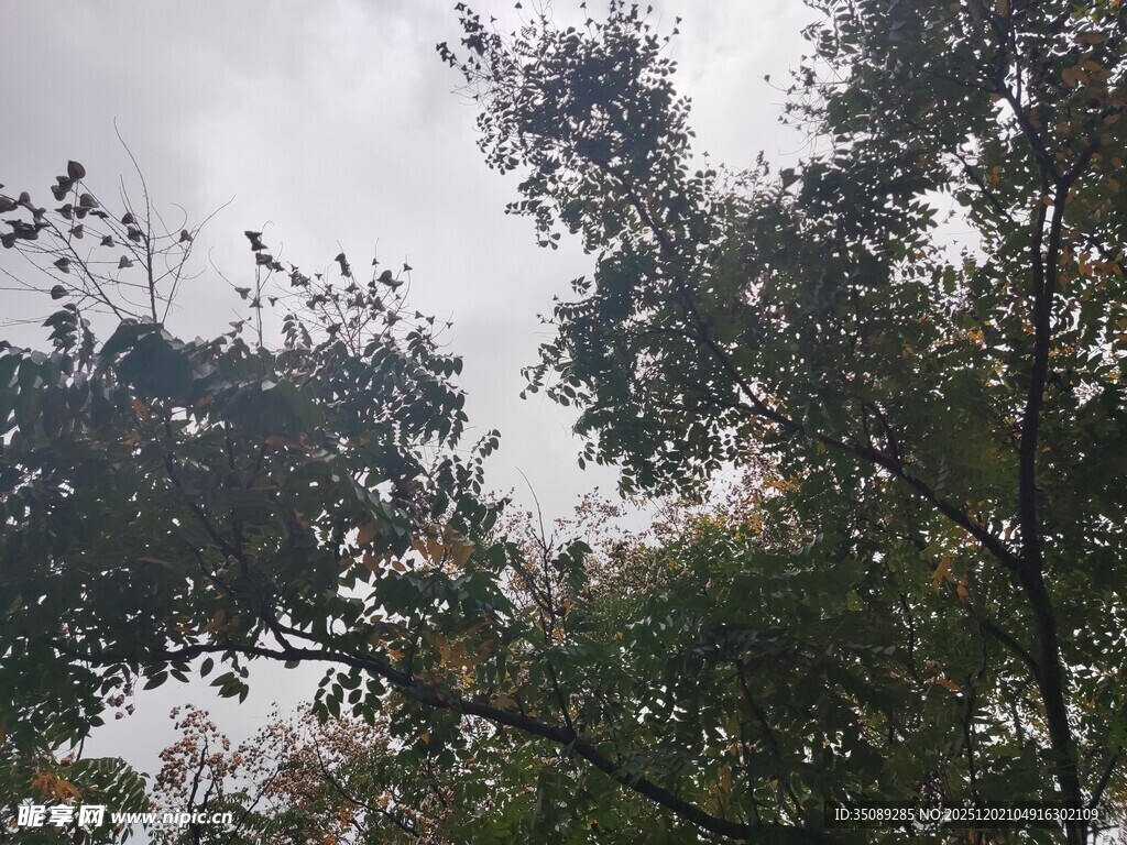仰视茂密枝叶与阴沉天空