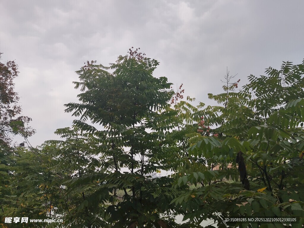 阴天中的茂密树林