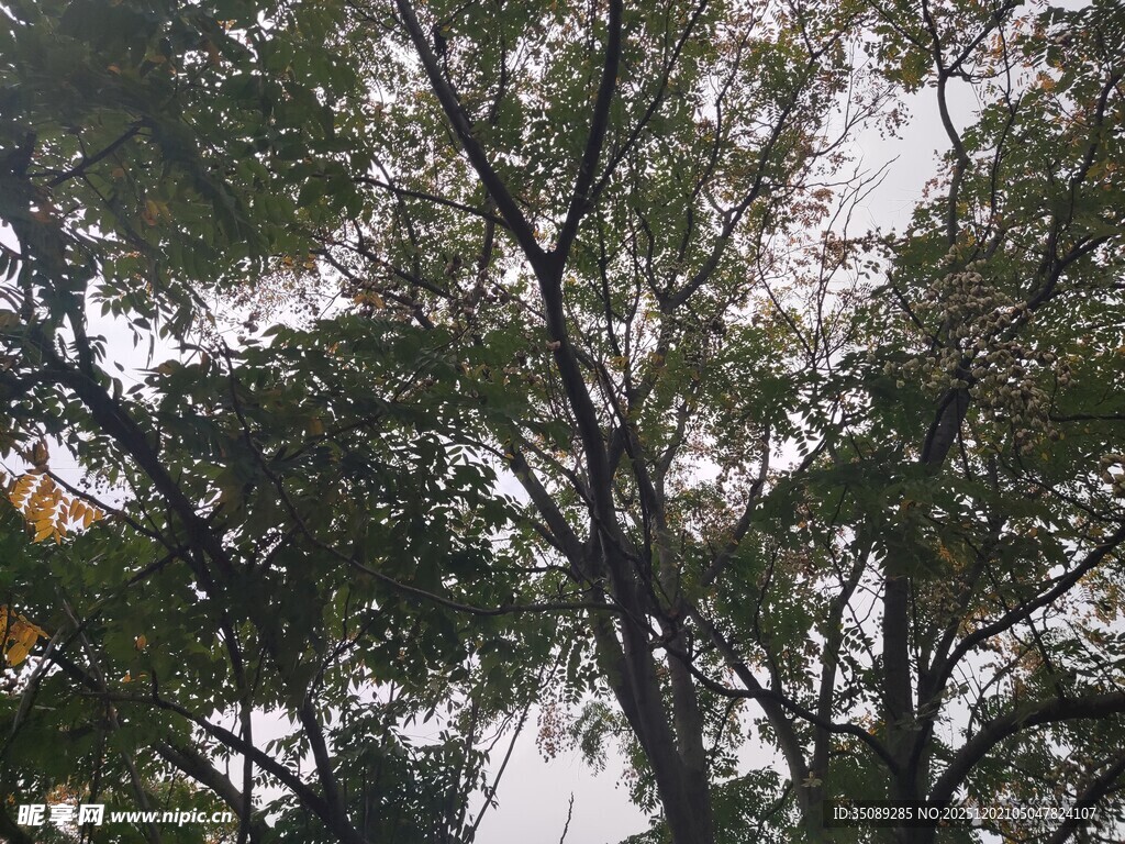 繁茂绿树枝叶交织