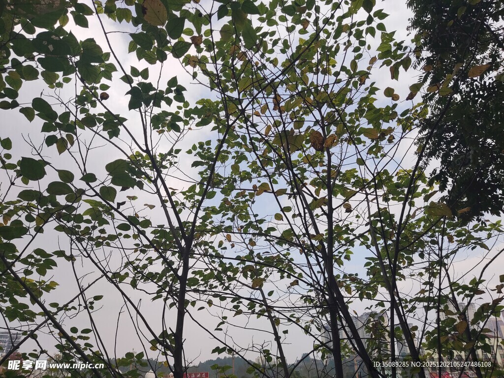 透过枝叶看天空