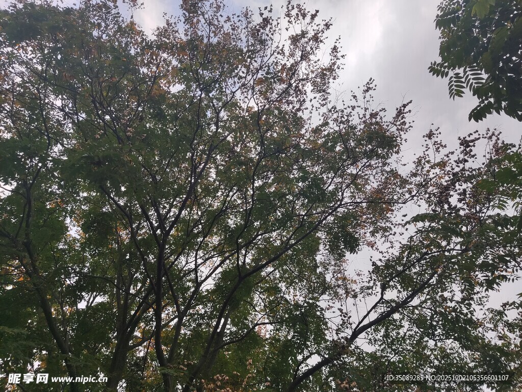 繁茂树木枝叶间的天空