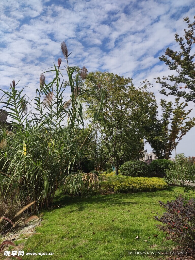 户外绿意盎然的自然景致