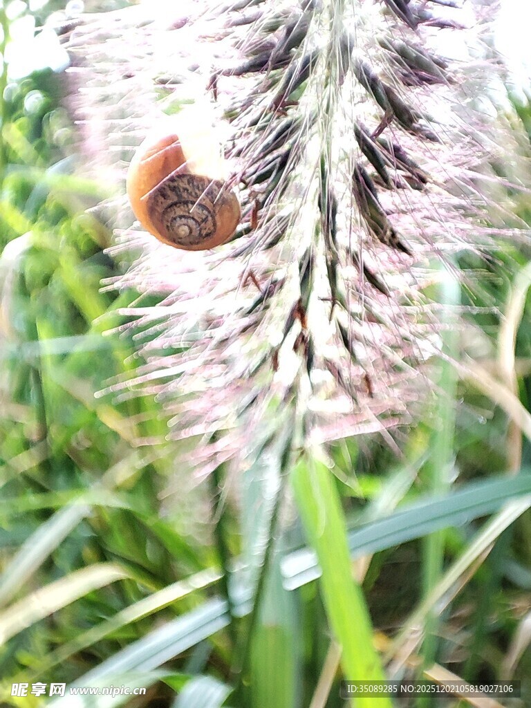 草丛中停歇的蝴蝶
