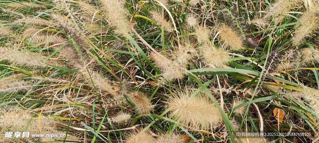 麦田中的绿色麦苗