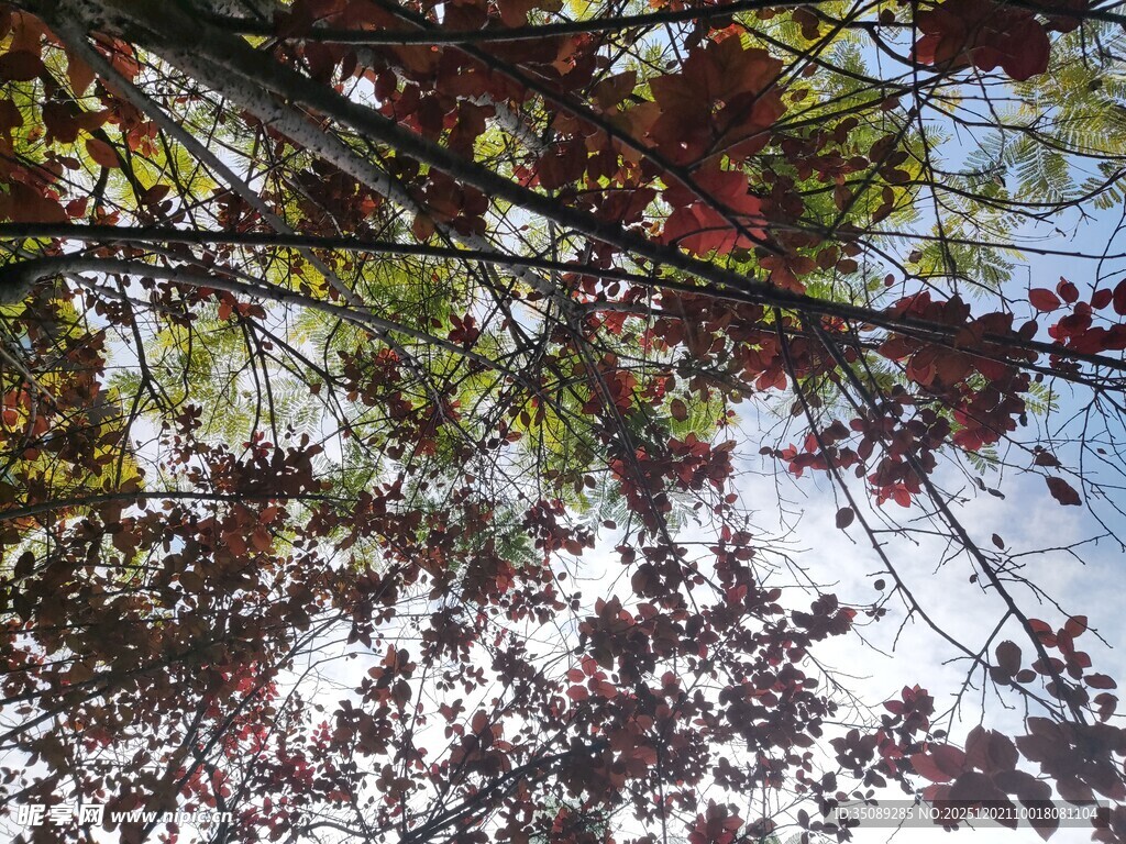 秋日树梢斑斓叶景