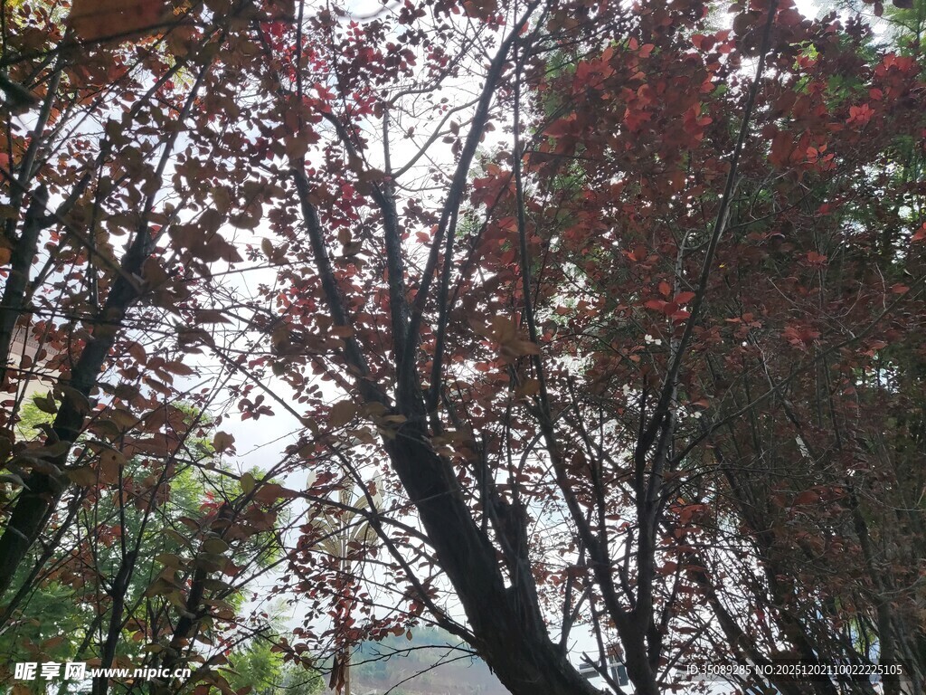 秋日红枫树林景致