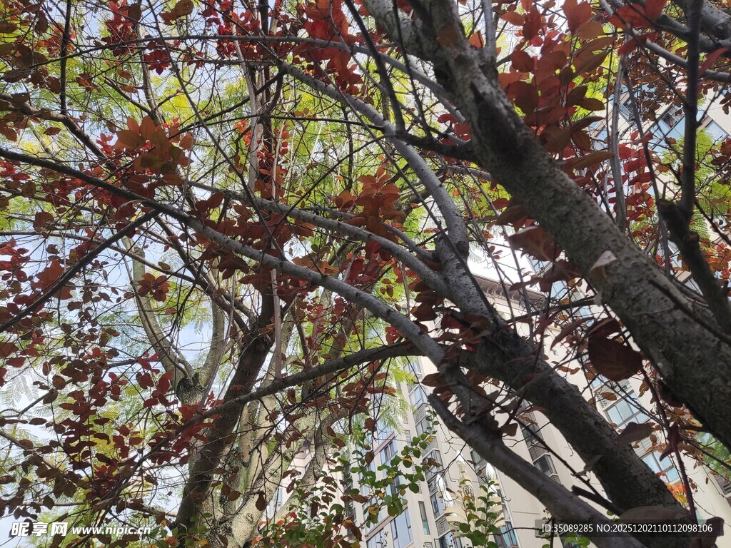 枝头红叶展秋日风情