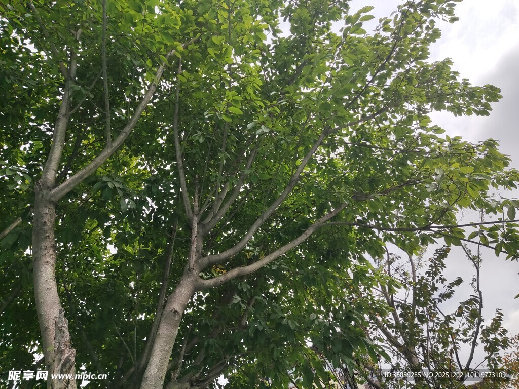 绿叶繁茂的树木景观