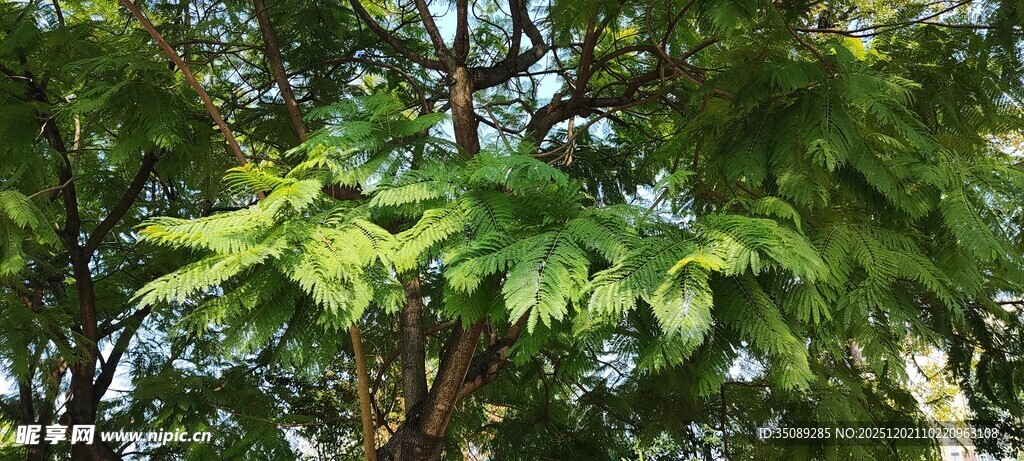 绿叶繁茂的树枝